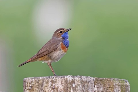 Bluethroat (Luscinia svecica cyanecula), male, on a pasture fence post, wildlife, Lembruch, Ochsen