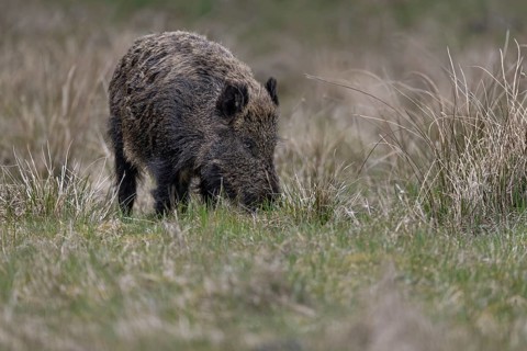 The eyes clearly show that the wild boar (Sus scrofa) is also keeping a close eye on my photo