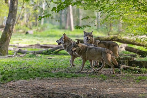 Three eurasian gray wolves (Canis lupus lupus) standing in an open forest. Watching something on