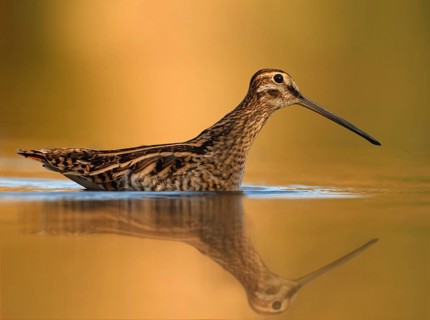 Common Snipe (Gallinago gallinago), Utrecht, Netherlands