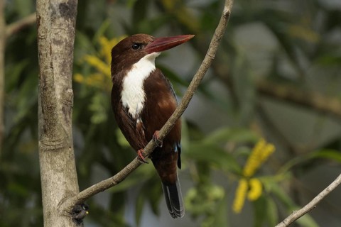 White-throated Kingfisher (Halcyon smyrnensis), Goa, India