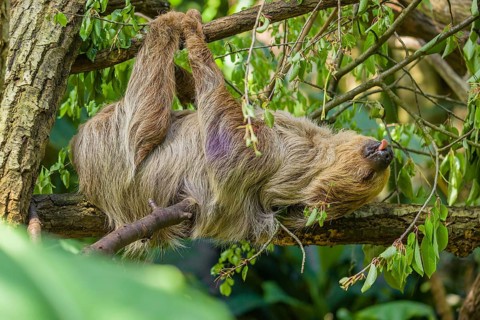 A Linnaeus's two-toed sloth (Choloepus didactylus) hangs down from a branch of a tree, with tongue