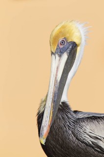 Brown Pelican (Pelecanus occidentalis), Florida, USA