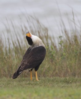 Northern Crested Caracara (Caracara cheriway), Texas, USA