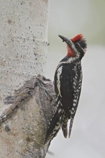 Red-naped Sapsucker (Sphyrapicus nuchalis) male, Alberta, Canada