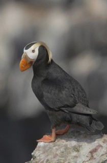 Tufted Puffin (Fratercula cirrhata), Alaska, USA