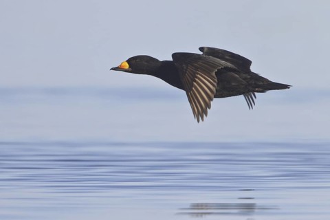 Black Scoter (Melanitta americana) flying, Manitoba, Canada