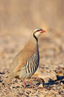Chukarhuhn, Chukar, Chukar Partridge, Alectoris chukar, Perdrix choukar, Perdiz Chucar
