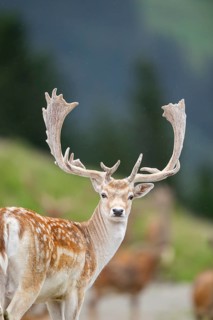 European fallow deer (Dama dama) stag, portrait, tirol, Kitzbühel, Wildpark Aurach, Austria