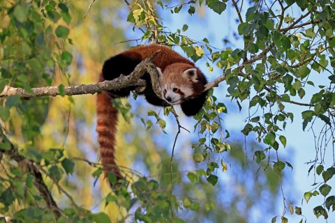 Western Red panda Ailurus fulgens), adult, on tree, captive, Himalayas, Central Asia