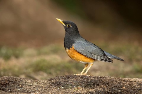 Black-breasted Thrush (Turdus dissimilis) male, Yunnan, China