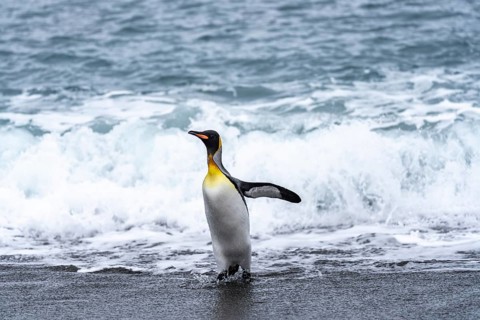 King penguin (Aptenodytes patagonicus) runs with outstretched wings from the surf onto the sandy