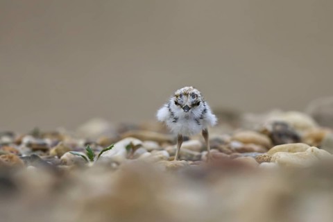 Little Ringed Plover (Charadrius dubius) chick, North Rhine-Westphalia, Germany