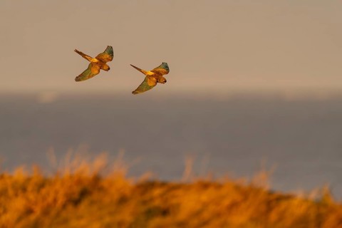 Rock parakeets (Cyanoliseus patagonus), two birds in flight over coastal vegetation in the evening
