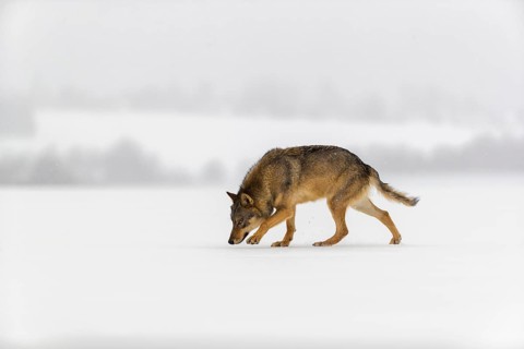One male eurasian gray wolf (Canis lupus lupus) walking thru deep snow during snow fall. A forest