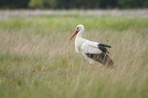 White Stork (Ciconia ciconia), walking on grassland, Galicia, Spain