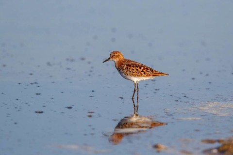 Little Stint (Calidris minuta) foraging, Greece