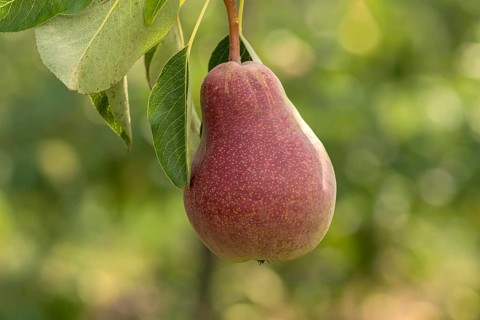 Pear (Pyrus communis CLAPPS LIEBLING),  Austria