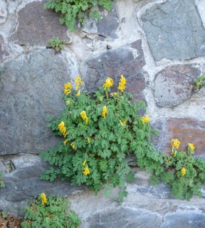 Rock Corydalis lutea (Corydalis lutea),  Czech Republic