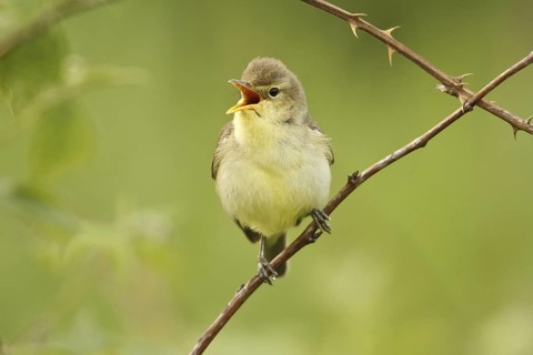 Melodious Warbler (Hippolais polyglotta) singing, Saarland, Germany