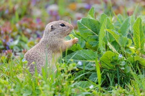 An adult ground squirrel (Spermophilus citellus) eats leaves and flowers on a cloudy day in a green