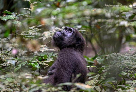 Western lowland gorilla (Gorilla gorilla gorilla), female, Loango National Park, Parc National de
