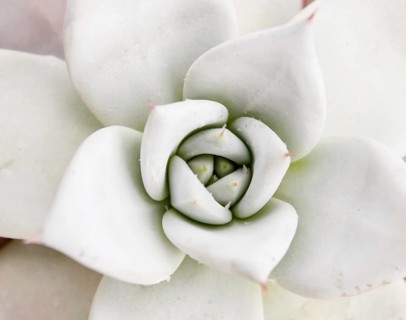 Beautiful succulent plant in greenhouse. Closeup, floral patterns, selective focus