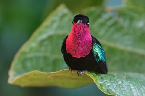 Purple-throated Carib (Eulampis jugularis) perched on a branch on the Caribbean Island of
