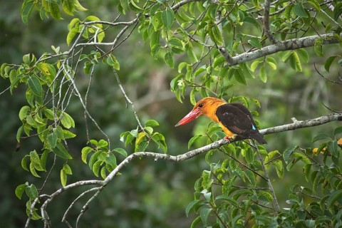 Brown-winged Kingfisher (Pelargopsis amauroptera) perched on a branch, West Bengal, India
