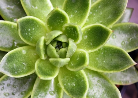 Beautiful succulent plant in greenhouse. Closeup, floral patterns, selective focus