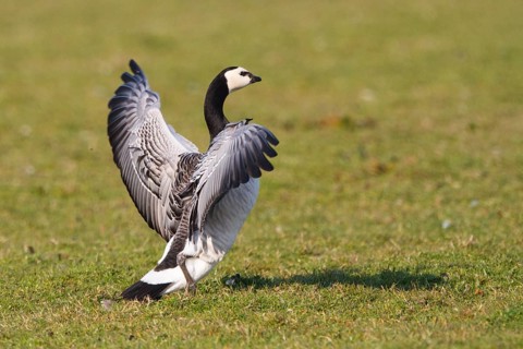Barnacle Goose (Branta leucopsis), Netherlands
