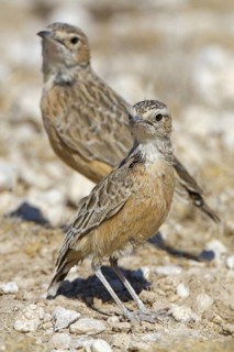 Spike-heeled Lark (Chersomanes albofasciata), Etosha National Park, Namibia