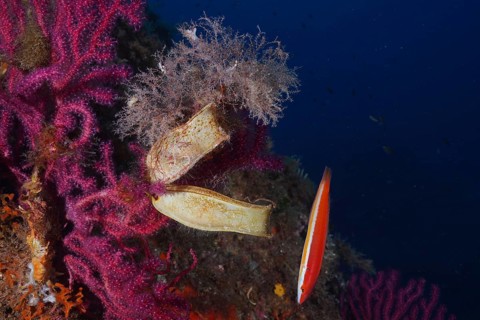 Large spotted catshark (egg capsule) (Scyliorhinus stellaris)