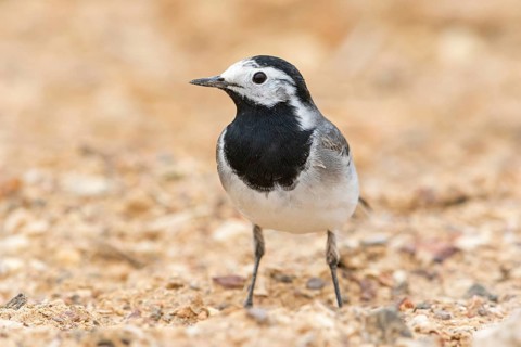 White wagtail, (Motacilla alba), animals, birds, songbird, family of wagtails and pipits, Israel