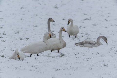 Whooper swans (Cygnus cygnus) in the snow, Emsland, Lower Saxony, Germany