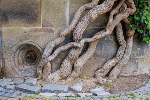 Common ivy, Hedera helix, growing on the outer wall of the Old Palace, Stuttgart,