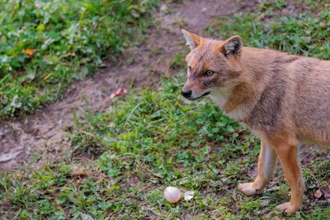 A golden jackal (Canis aureus) eats a hen's egg in a green meadow