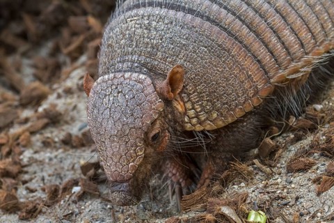 Screaming hairy armadillo (Chaetophractus vellerosus), small screaming armadillo, burrowing