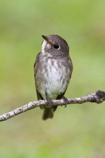Dark-sided Flycatcher (Muscicapa sibirica), Singapore