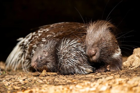 Old World porcupines (Hystrix cristata) mother with her youngster, Germany