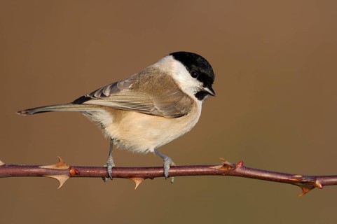 Marsh Tit (Poecile palustris) perched on a branch, North Rhine-Westphalia, Germany