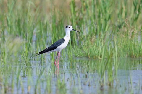 Stilt (Himantopus himantopus), adult bird standing in the reeds of the shore vegetation, wildlife,