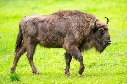 European bison (Bison bonasus) walking on a meadow in summer, Bavarian Forest, Germany