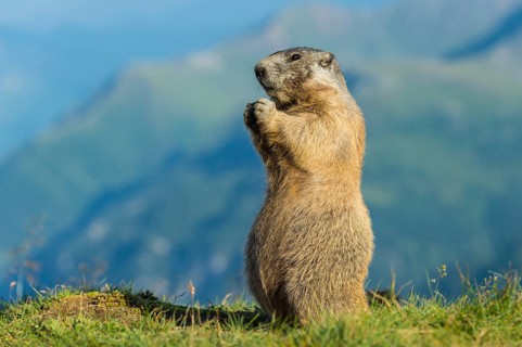 Alpine Marmot (Marmota marmota) adult foraging, High Tauern National Park, Carinthia, Austria