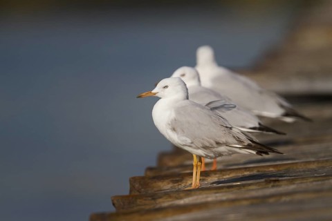 Slender-billed Gull (Chroicocephalus genei), Oman