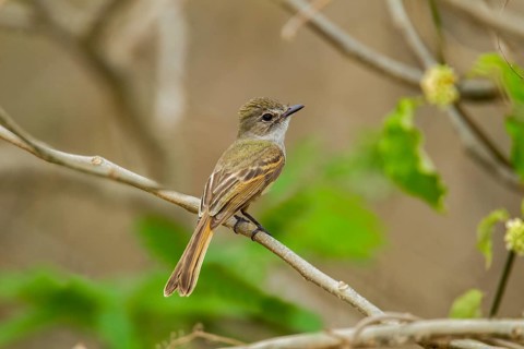 Flammulated Flycatcher Deltarhynchus flammulatus Tehualmixtle, Jalisco, Mexico 13 June Adult