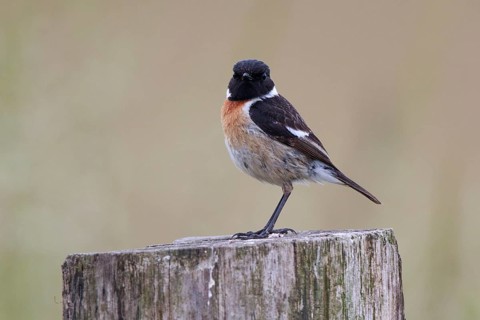 European Stonechat (Saxicola rubicola) male perched on pale, North Rhine-Westphalia, Germany