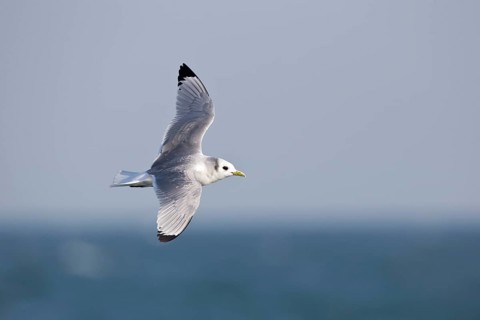 Black-legged Kittiwake (Rissa tridactyla tridactyla) flying, North Sea, Germany