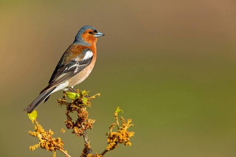 Chaffinch, Fringilla coelebs), animals, birds, perch, finch family, Lesbos Island, Greece
