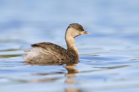 Hoary-headed Grebe (Poliocephalus poliocephalus), Victoria, Australia